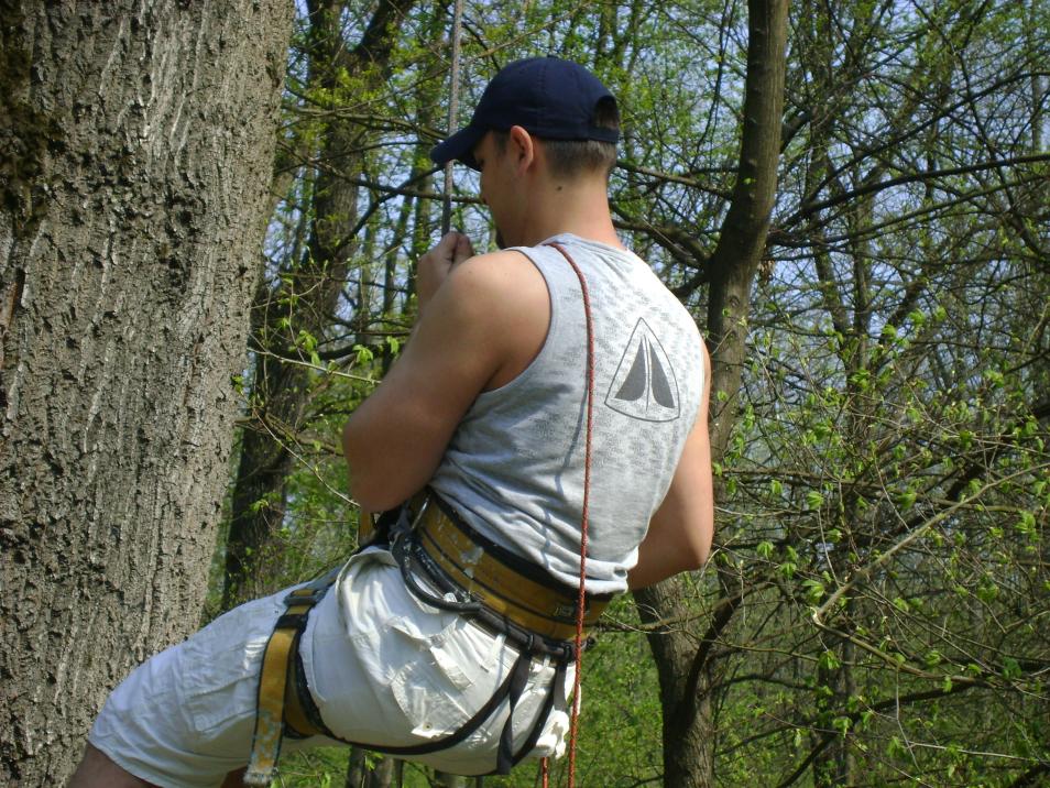 toaletari arbori.JPG